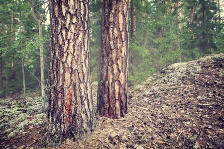 summer backgroundの写真素材