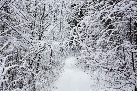 snow on the background of a winter forestの写真素材