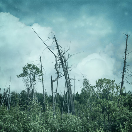 night swamp in vintage backgroundの写真素材