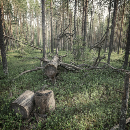 summer background in the forest