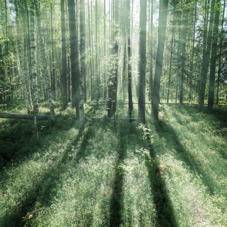 summer background in the forestの写真素材