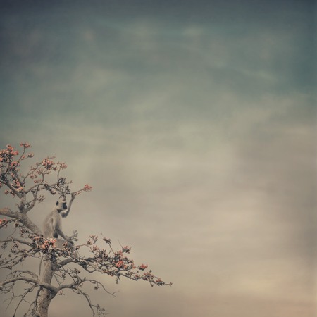 summer in the nature backgroundの写真素材