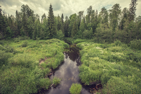 Forest river on the summer background