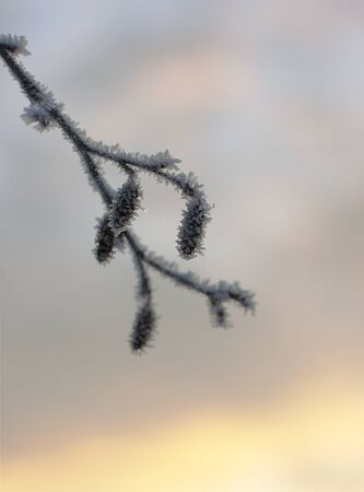 Branch outlined in ice crystalsの写真素材