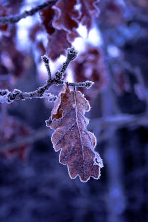 Winter leaf surrounded by a border of ice crystalsの写真素材