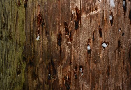 Closeup texture of wooden pole with patches of snowの写真素材