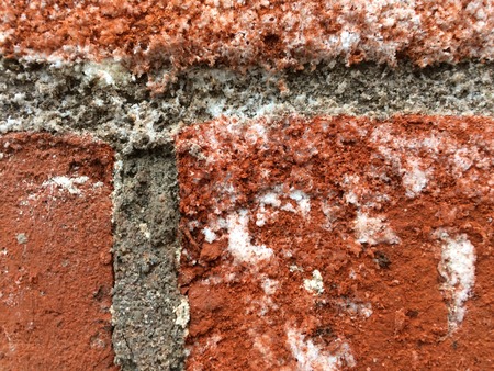 Fragment of old  brick wall with fungusの写真素材