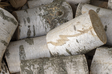 Abstract image for designers with pile of short birch billets with cracks on old ringsの写真素材