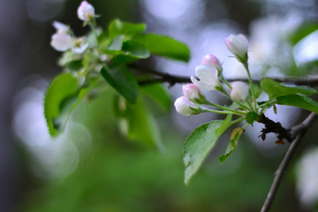 Abstract composition for designers with bright apple inflorescence on the green leafsの写真素材