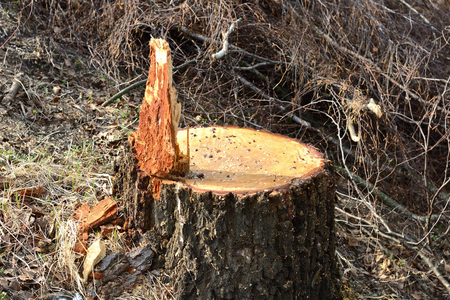 Simple photo background image sawmilling of woodの写真素材