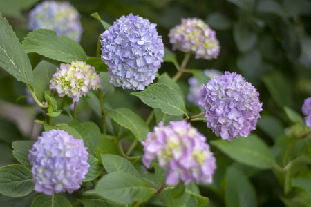 Abstract composition for designers with purple spring macrophylla (ortanca) flower on the branchの写真素材