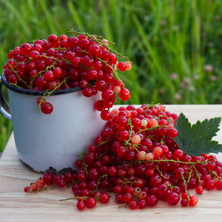 Summer photo of red currant berries harvest in tea cup on wooden table with green leafs and cuttingsの写真素材