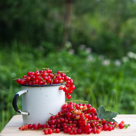 Summer photo of red currant berries harvest in tea cup on wooden table with green leafs and cuttingsの写真素材