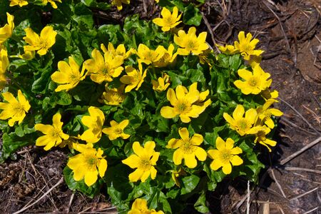 Photo of fresh Caltha Palustris flower.の写真素材