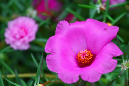 Pink Flowerの写真素材