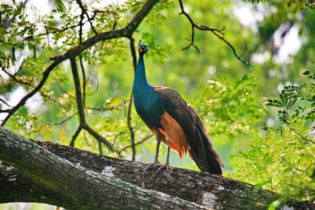 Wild Life :peacockの写真素材