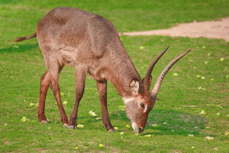 Wild Life : Serow eat breakfastの写真素材