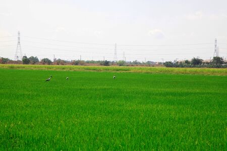 Touch Nature : Green Fieldの写真素材