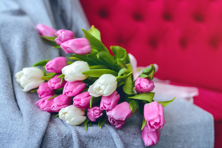 Bouquet of pink and white tulips with pink ribbon on gray blanket at pink sofaの写真素材