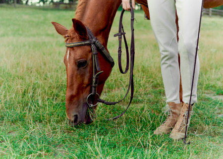 Close up photo of a brown horse grazing grass. Hippotherapy, horse therapy, a weekend in nature,...