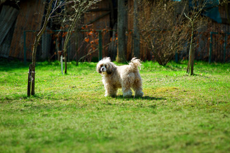 Chinese crested powder puff dog walking in the garden and looking towards the camera. Dog having fun in the backyard. Sunny summer day outdoors with a pet. Off-leash dog walking. Active domestic dog.の写真素材