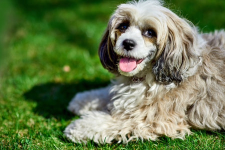 Adorable Chinese crested powder puff dog with its tongue out lying on a meadow. Close-up portrait of...