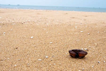 Crab on the beach