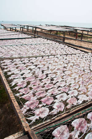 Dried squid in thailand