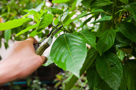 pruning a tree with hand prunerの写真素材