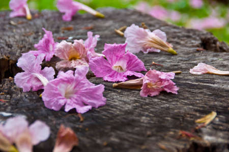 Purple flowersの写真素材