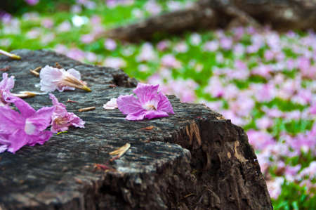 purple flowers