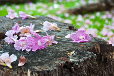 Purple flowersの写真素材