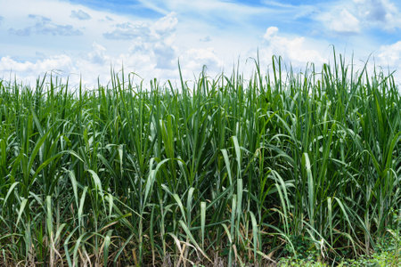 Corn Fields and blue skyの写真素材