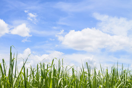 Corn Fields and blue skyの写真素材