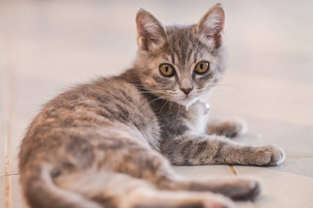 Cute, furry cat sitting on stoolの写真素材