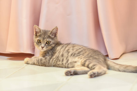 Cute, furry cat sitting on stoolの写真素材