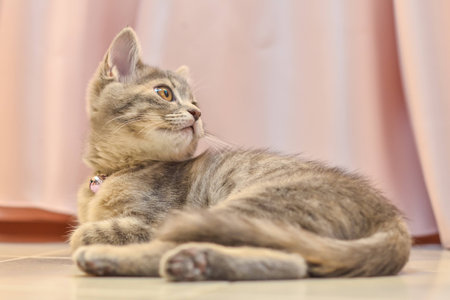 Cute, furry cat sitting on stoolの写真素材