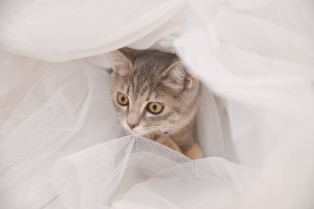 Cute, furry cat の写真素材