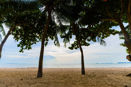 Beach with palm treesの写真素材