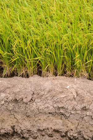 Paddy green Rice Fields in Thailand.の写真素材