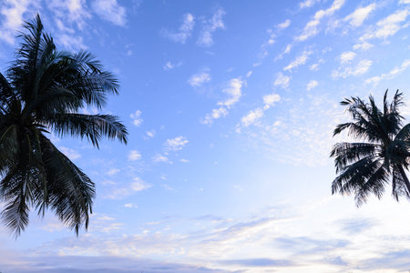 The palm trees against the blue skyの写真素材