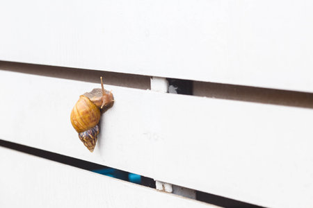snail on wood white wallの写真素材