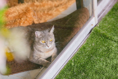Cat at clear glass windowの写真素材