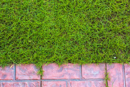 lawn and 
Tiled at home terraceの写真素材