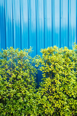 Blue color corrugated metal sheet and little tree backgroundの写真素材