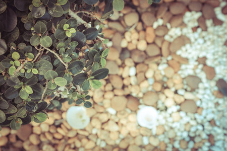 white pebbles background textureの写真素材