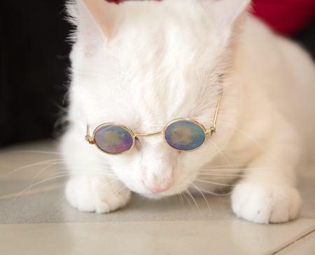 Cat fashion with sun glassesの写真素材