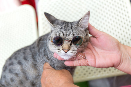 Cat fashion with sun glassesの写真素材