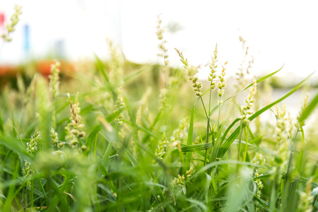 Field with green flowers  depth of field