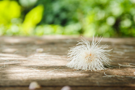Wooden desk or wooden floor on green blurの写真素材